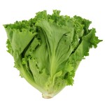 Lettuce Green Leaf - 24ct Cali